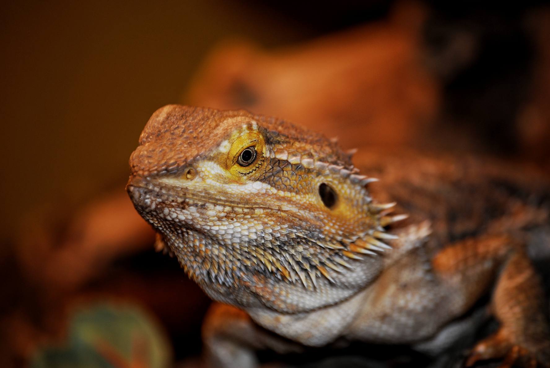 Bearded Dragon  Mountpanther Farm Park