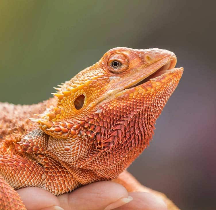 How to raise a bearded dragon