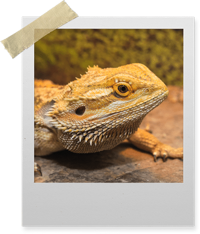 Bearded Dragon  Mountpanther Farm Park