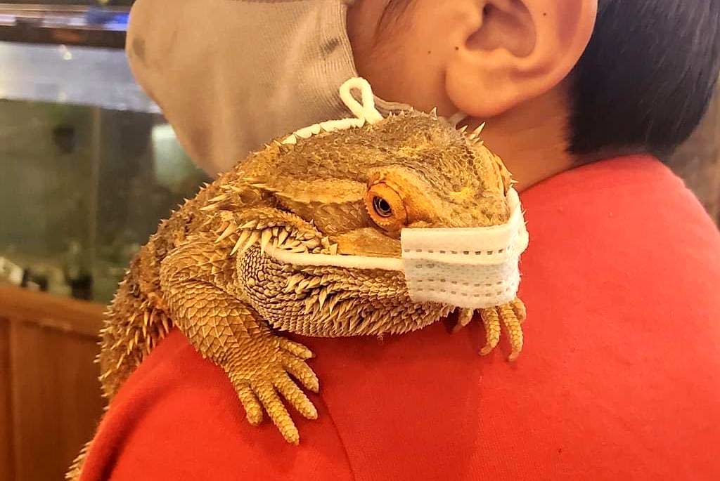 Bearded Dragon  Mountpanther Farm Park