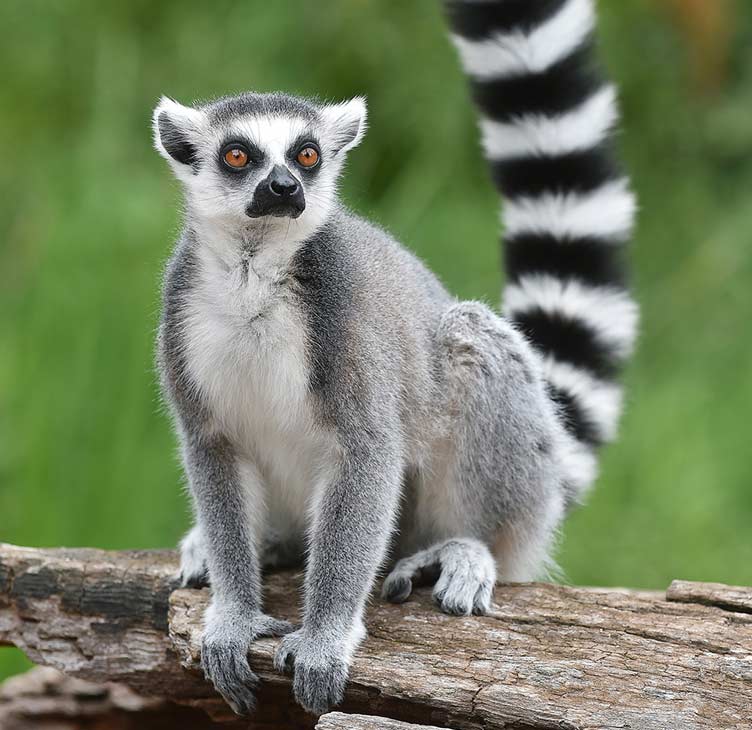 Ring-tailed lemur | Franklin Park Zoo