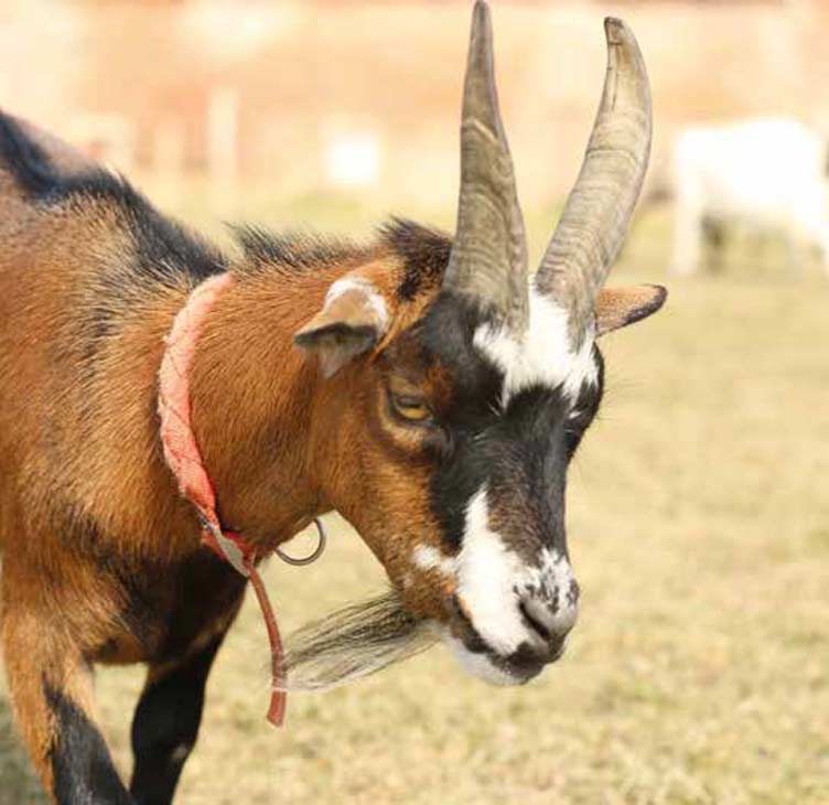 African Pygmy Goat