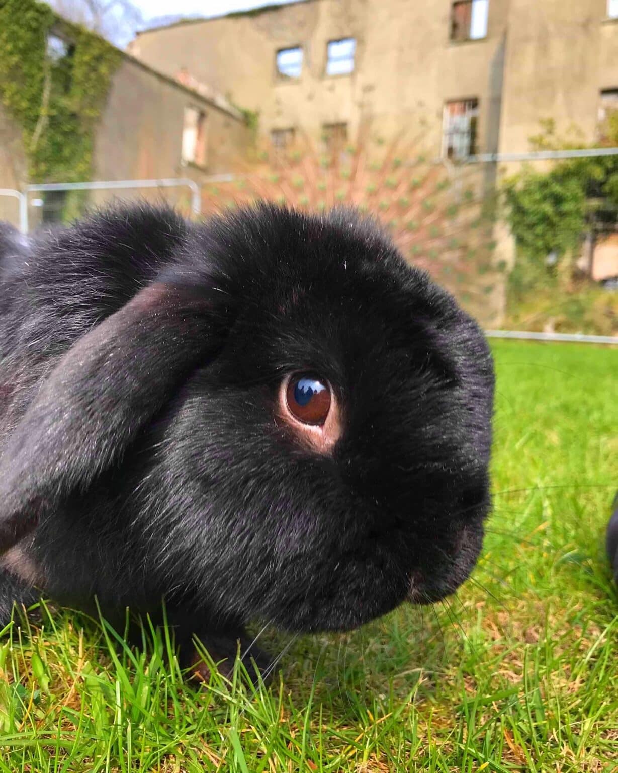 Guiness our oldest bunny rabbit