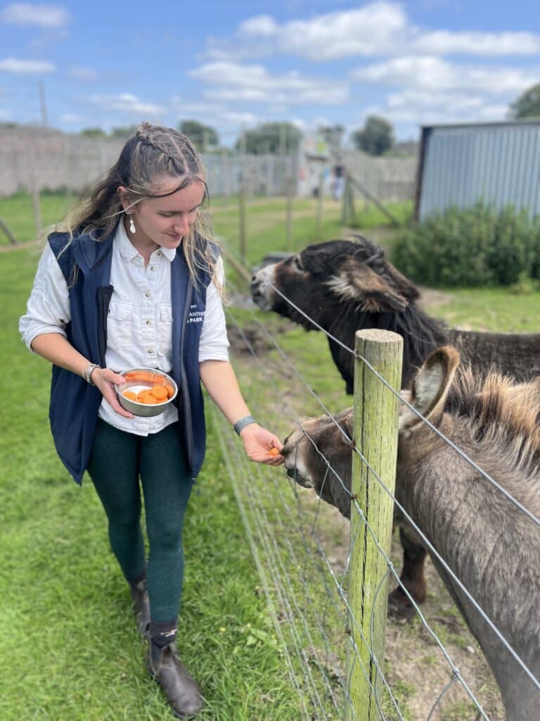 A member of staff feeding two donkeys carrots