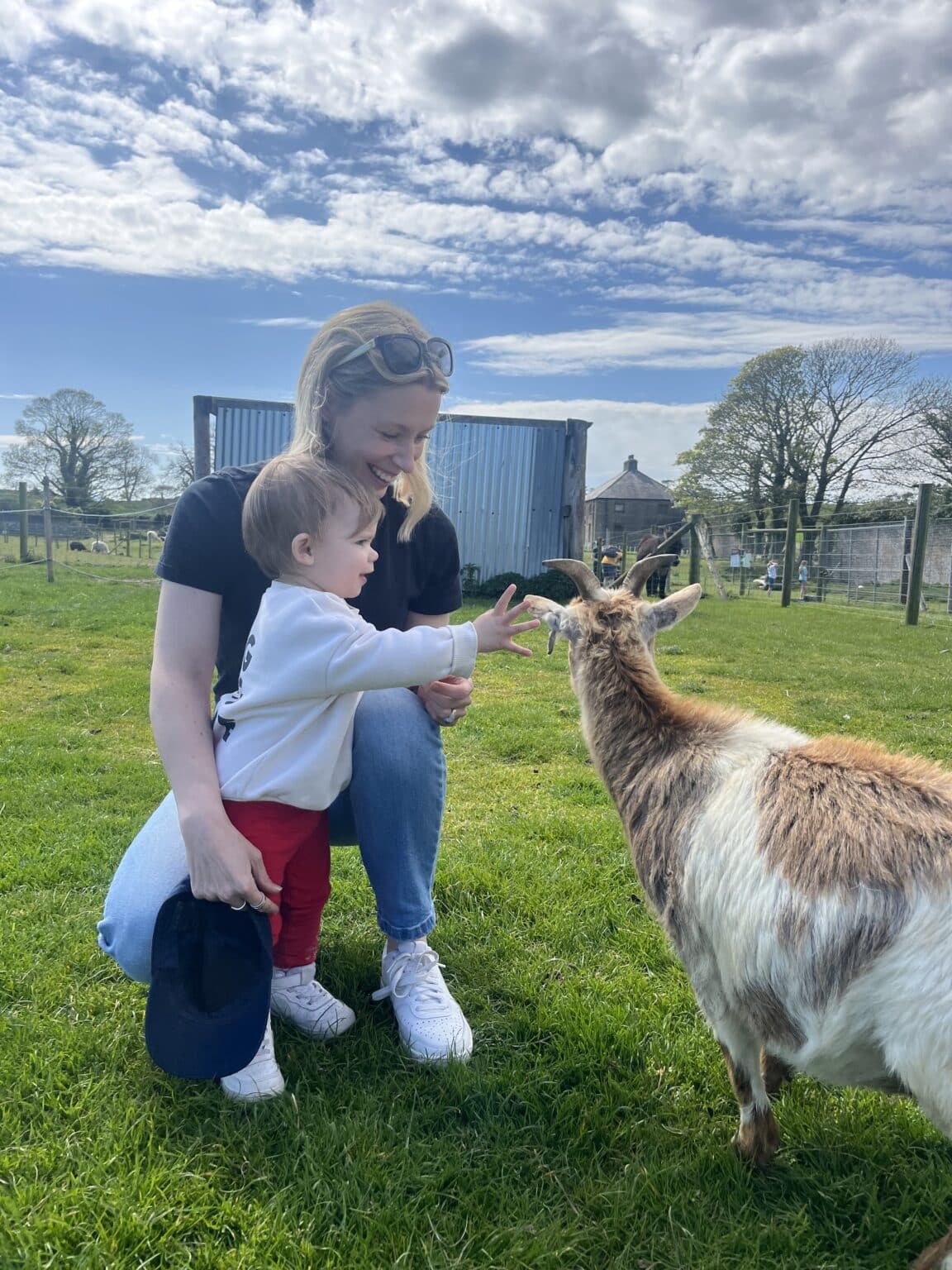 Jessie our friendliest Goat