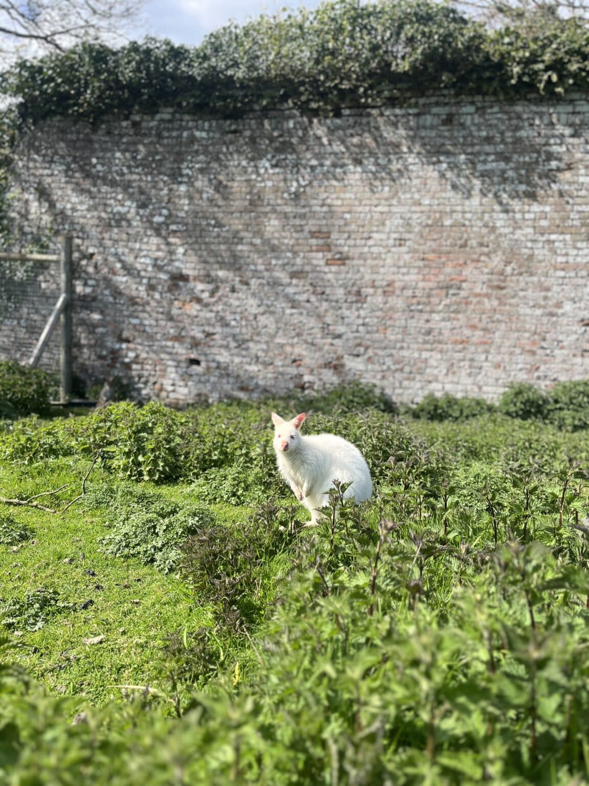 Casper our rare Albino Wallaby