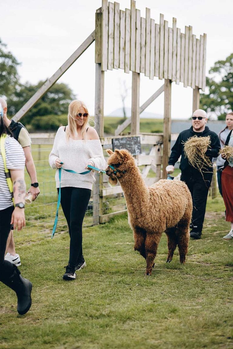 alpaca1