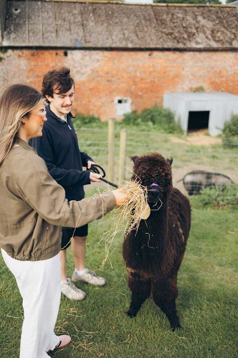 alpaca2