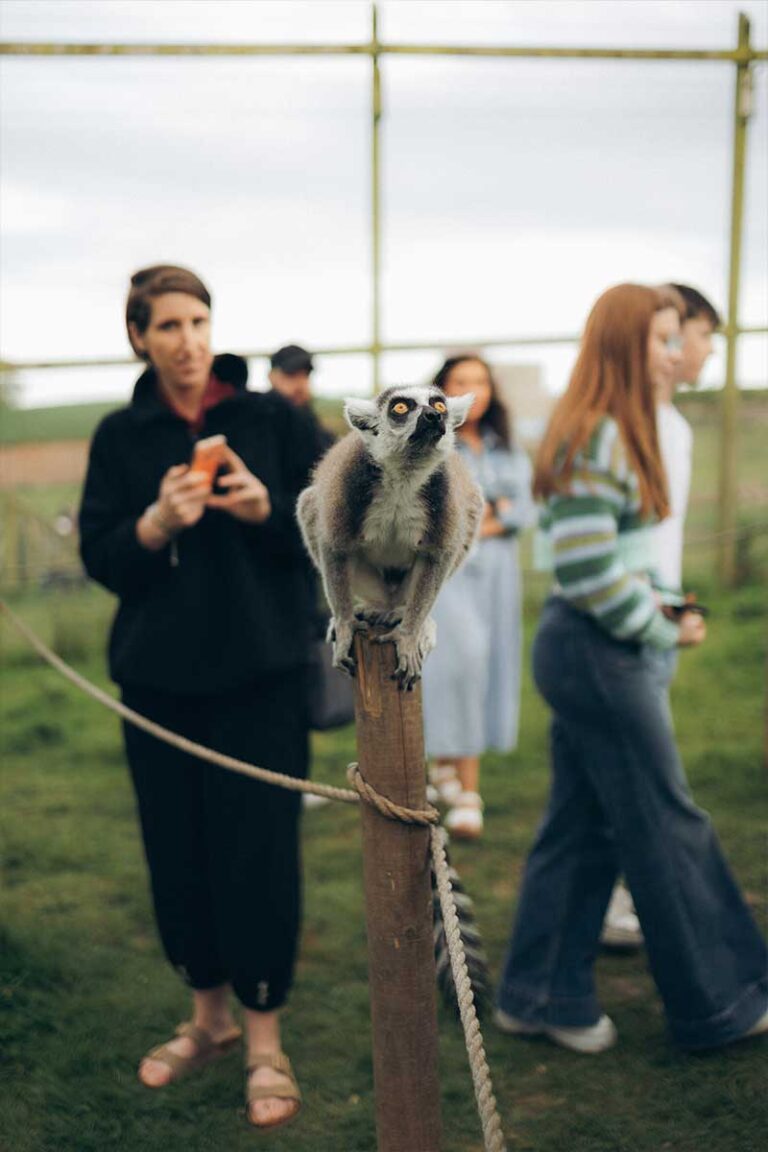 lemur_talks2